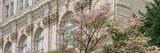 A pink flowering dogwood tree in front of the Mertz Library building