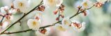 White Japanese apricot blossoms on thin branches