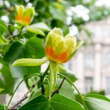 yellow tulip shaped flowers with orange coloring around the base of the flower