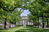 green lawn with tall tulip trees on either side and the luesther t mertz library in the distance