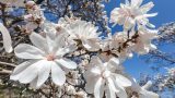Newly bloomed paper-thin white magnolia flowers against a blue sky