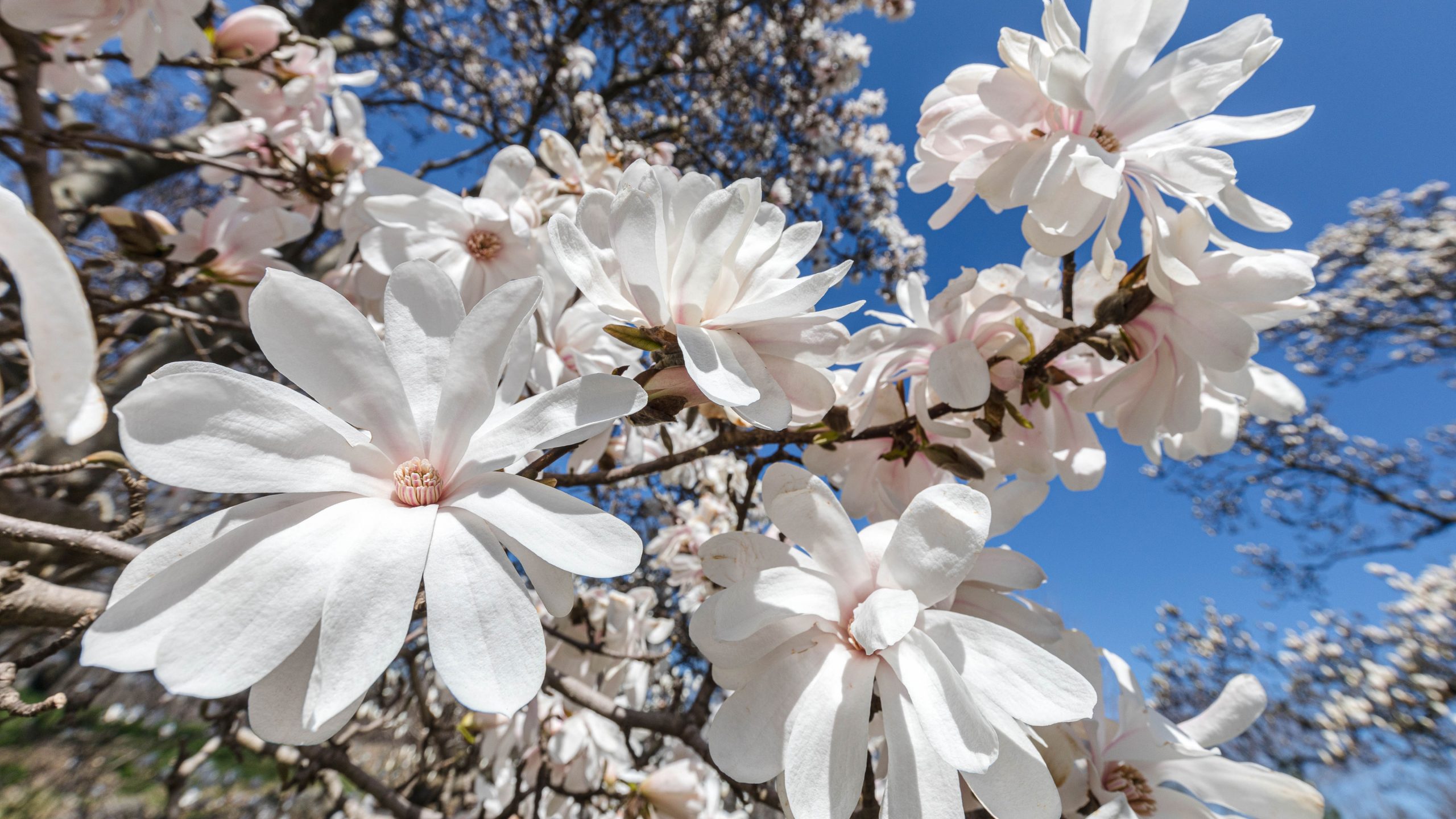 Newly bloomed paper-thin white magnolia flowers against a blue sky