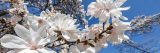 Newly bloomed paper-thin white magnolia flowers against a blue sky
