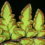 Close-up photo of fern spores on fronds