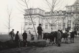 black and white image of 6 men planting a tulip tree sapling in front of the LuEsther T Mertz library building