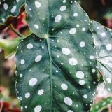 polka dotted begonia