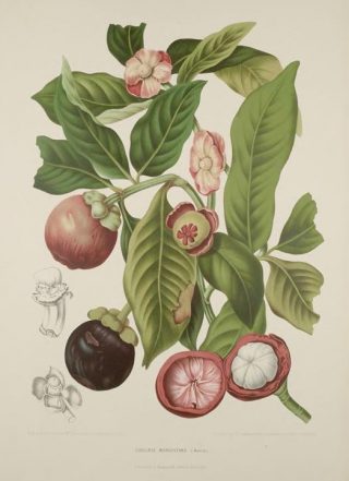 Illustration of mangosteen