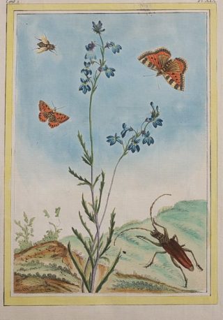 Hand-colored illustration of butterflies and other wildlife around a plant