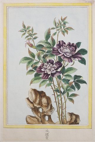 Hand-colored illustration of a flowering plant