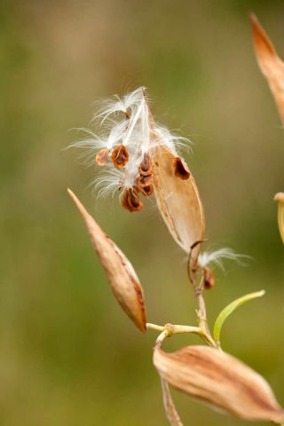 Photo of Asclepias incarnata seeds