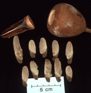 Photo of Cariniana seeds