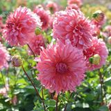 Bright pinkish dahlia round flowers clustered in the center of hte image with green leaves poking about around the bottom.