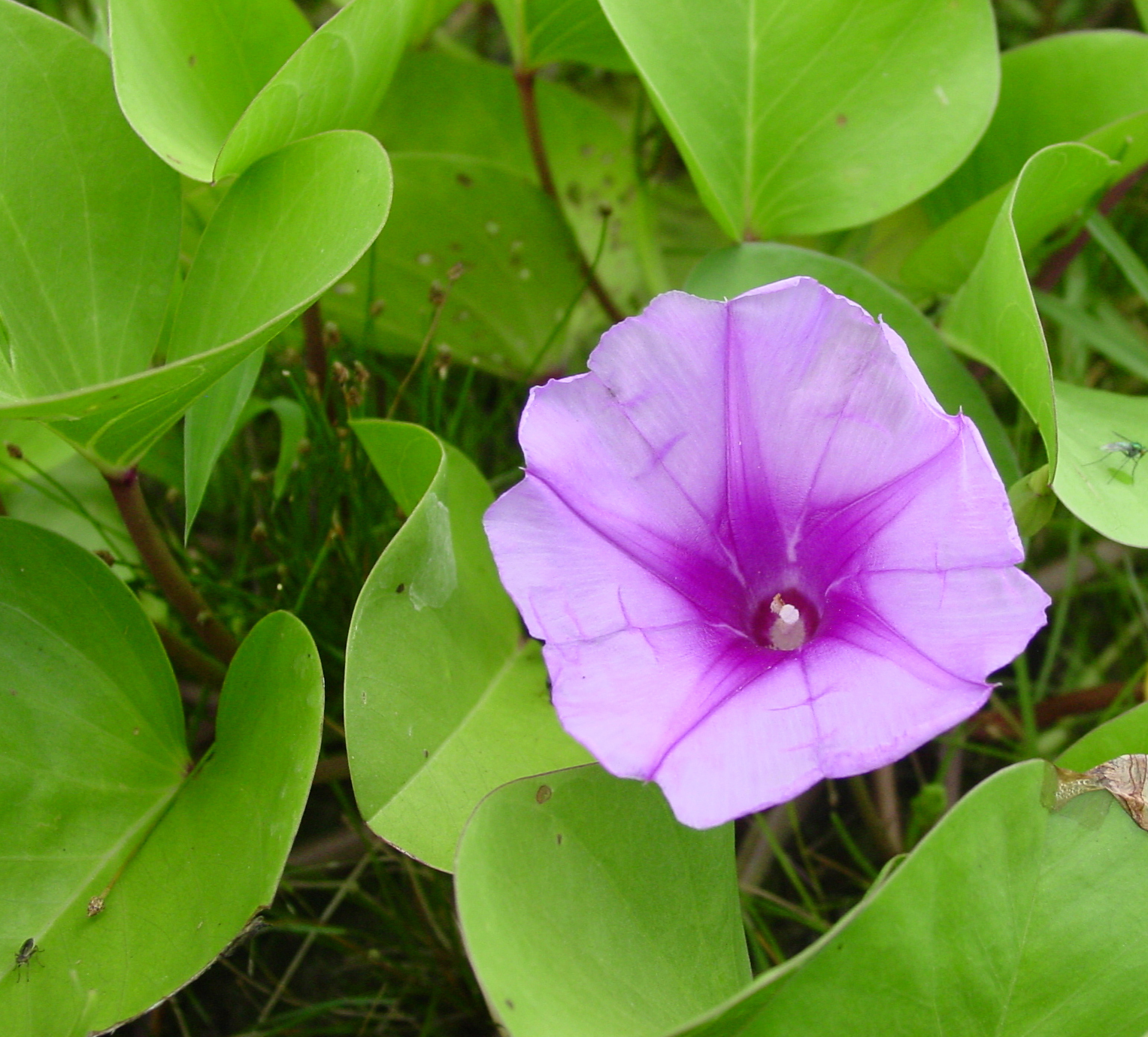 Ipomoea pes-capre-sonsol-plant 3 (Law)PS: Throughout the South Pacific and Southeast Asia, an extract of the beach morning glory, Ipomoea pres-caprae, is used on the skin to treat inflammation. In Thailand, a tincture of this plant is now sold in drugstores after first being proven safe and effective in rigorous clinical trials.