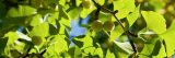 Photo of Ginkgo biloba fruit growing