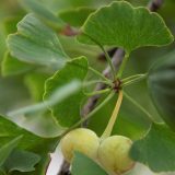 Photo of a ginkgo leaf with fruits