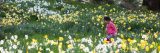 A child running through daffodils