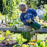 A child watering plants