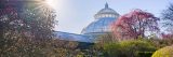 Sunlight streaming through a tree in front of the Haupt Conservatory's dome, with a variety of bushes, shurbs, and cherry trees.