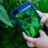 A child using an iPad to take a picture of leaves