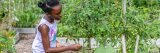 Photo of a child harvesting vegetables in the edible academy