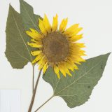 Pressed sunflower herbarium image, with bright yellow pressed flower and large green leaves pressed next to the yellow flower.