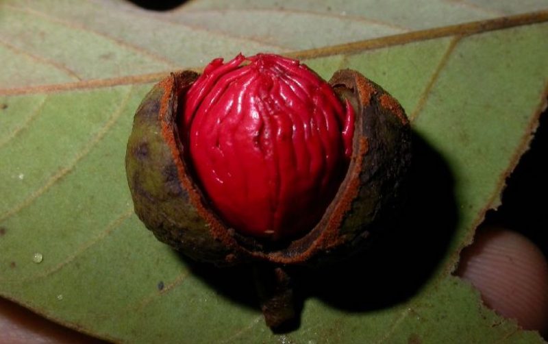 Photo of a red Virola seed