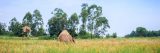 African Rice (Oryza glaberrima) plants growing in an agricultural field with people harvesting the crop