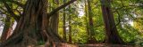Metasequoia glyptostroboides in the fall