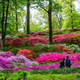 Two people in front of a vibrant hill of azaleas