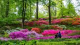 Two people in front of a vibrant hill of azaleas