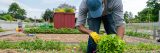 A person gardening at the Edible Academy