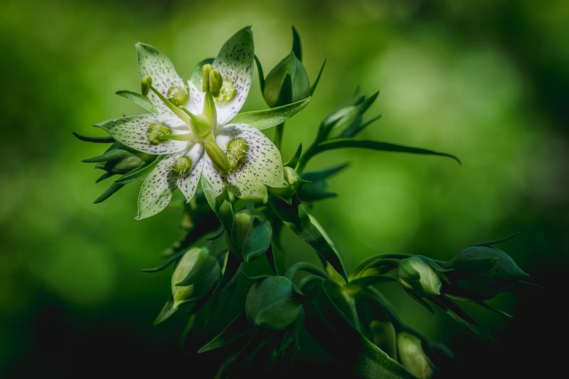 Photo of Frasera caroliniensis in bloom