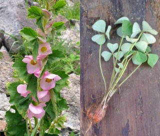 Side-by-side images of pink flowers and green, clover-like leaves