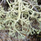 Pale green reindeer lichen stretch out over a brown and gray rockface.