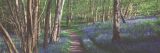 A trail through a forest cutting through a field of bluebell flowers and trees