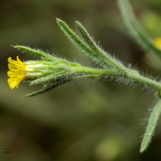 flower of Dittrichia graveolens