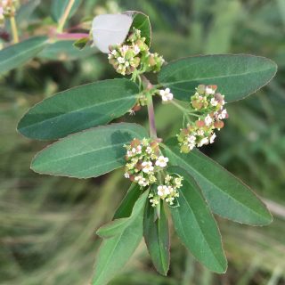 inflorescences of Euphorbia hypericifolia