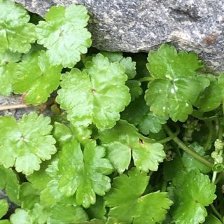 green leaves of Hydrocotyle sibthorpoides