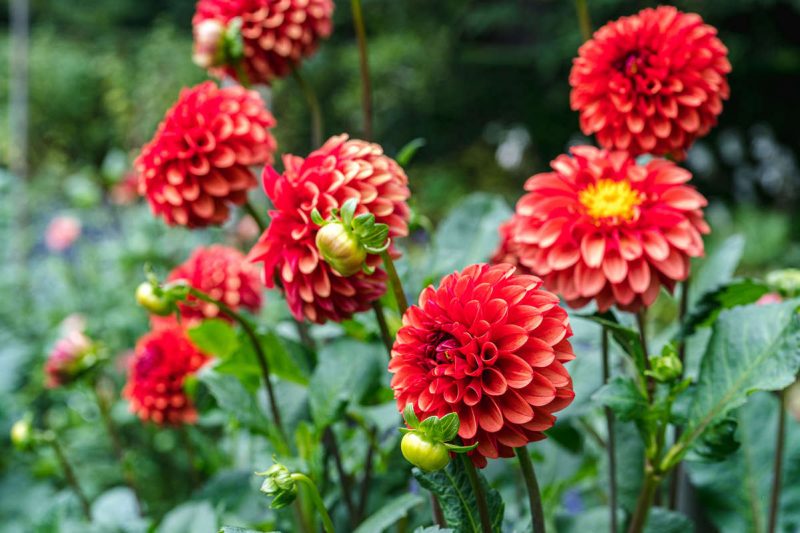 Photo of bright red dahilia blossoms in fall