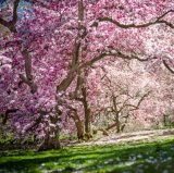 Magnolia trees