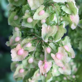 fruits of Rumex cristatus