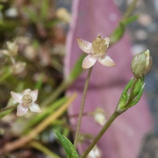 flowers of Sagina apetala