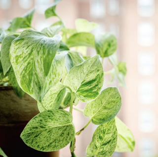 Photo of a marbled pothos in the sunlight