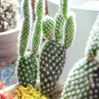 Photo of a potted cactus thriving in bright window sunlight