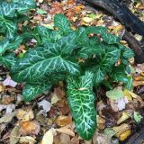 leaves of Arum italicum
