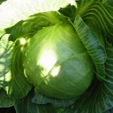 Green cabbage with mullitple leaves being pulled back.