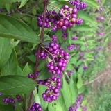 inflorescence of Callicarpa dichotoma