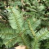 leaves of Cephalotaxus harringtonii