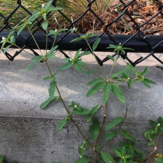Croton glandulosus plant next to a fence