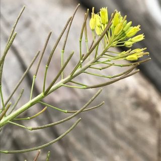 yellow flowers and fruits of Descurainia sophia